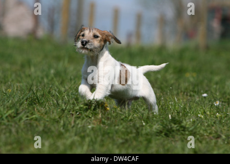 Jack Russel terrier chien / chiot (poil dur) s'exécutant dans un pré Banque D'Images