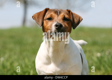 Chien Jack Russel terrier / portrait adultes Banque D'Images
