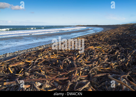 dh Whitemill Bay SANDAY ORKNEY laver le varech à terre plage côtière côte des algues Banque D'Images