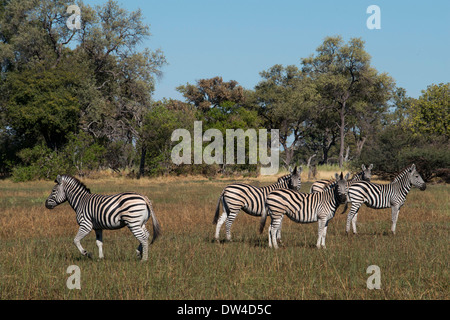 Un troupeau de zèbres rôdant près du Camp Eagle Island Camp par Orient Express , en dehors de la Moremi au Botswana. Chobe Banque D'Images