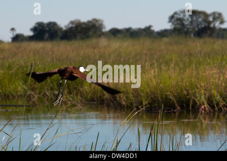 Au cours de l'aquatic safari camp à Eagle Island Camp par Orient Express , en dehors de la Moremi au Botswana , nous vous Banque D'Images