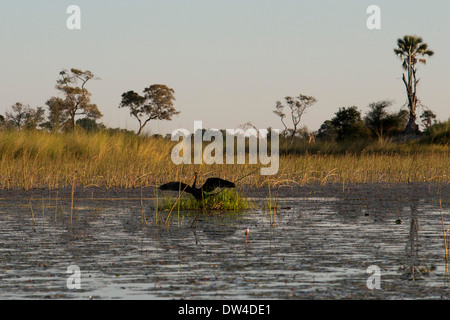 Au cours de l'aquatic safari camp à Eagle Island Camp par Orient Express , en dehors de la Moremi au Botswana , nous vous Banque D'Images