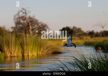 Parmi les roseaux poussant dans l'eau, vous pouvez voir une grande variété d'oiseaux aquatiques pendant la safari camp à Eagle Island Camp par Banque D'Images