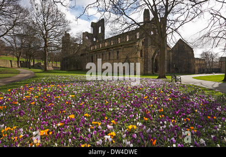 Crocus dans les motifs de Kirkstall Abbey, Leeds, West Yorkshire, Angleterre, Royaume-Uni. Banque D'Images