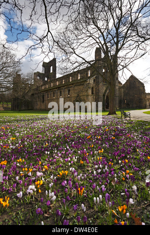 Crocus dans les motifs de Kirkstall Abbey, Leeds, West Yorkshire, Angleterre, Royaume-Uni. Banque D'Images