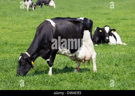 Le noir et blanc vaches dans un pâturage. Banque D'Images