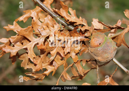 Gall sur la Turquie de chêne Quercus cerris causé par le Aphelonyx cerricola cynips Gall Wasp Banque D'Images