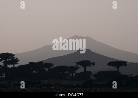 Arbres monkey puzzle (Araucaria araucana), la Province de Neuquén, Argentine, Patagonie andine, l'Amérique du Sud Banque D'Images