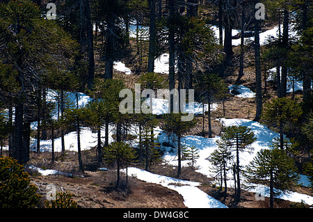 Arbres monkey puzzle (Araucaria araucana) près de Villa Pehuenia, la Province de Neuquén, Argentine, Patagonie andine, l'Amérique du Sud Banque D'Images