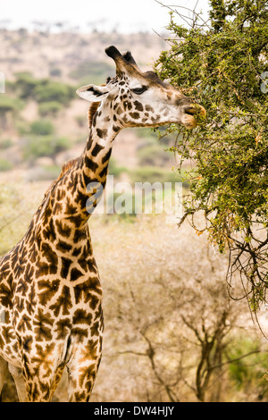 Trois quart de la girafe mangeant de acacia. Banque D'Images