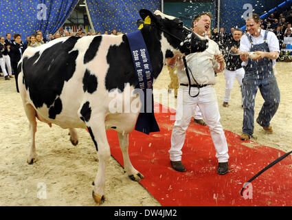 Verden, Allemagne. Feb 27, 2014. Joerg Seeger's cow a remporté l'élection de la plus belle et célèbre trayeur pendant le concours "show de la meilleure" (lit.) dans la région de Verden, Allemagne, 27 février 2014. Cette exposition de deux jours du meilleur lait de Basse-Saxe et de Saxe se termine avec l'élection de la meilleure. Photo : Ingo Wagner/dpa/Alamy Live News Banque D'Images