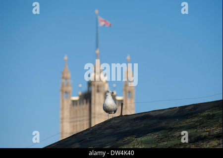 Goélands immatures sur le toit en face de la Tour Victoria, Palais de Westminster, le centre de Londres Banque D'Images