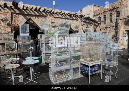 Qatar, Doha, Souq Waqif, marché aux oiseaux, Banque D'Images