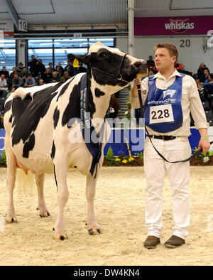 Verden, Allemagne. Feb 27, 2014. Joerg Seeger's cow a remporté l'élection de la plus belle le trayeur du concours "show de la meilleure" (lit.) dans la région de Verden, Allemagne, 27 février 2014. Cette exposition de deux jours du meilleur lait de Basse-Saxe et de Saxe se termine avec l'élection de la meilleure. Photo : Ingo Wagner/dpa/Alamy Live News Banque D'Images