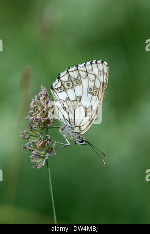 Papillon blanc marbré, Melanargia galathea Banque D'Images