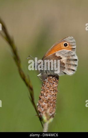 Meadow brown, papillon Maniola jurtina Banque D'Images