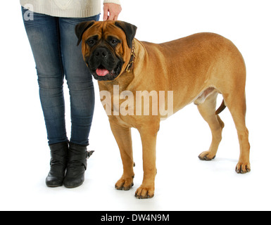 Femme avec gros chien - femme tenant le collier de l'bull mastiff isolé sur fond blanc Banque D'Images