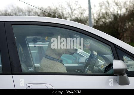 Chien caniche coin dans le siège du conducteur d'une voiture. Banque D'Images