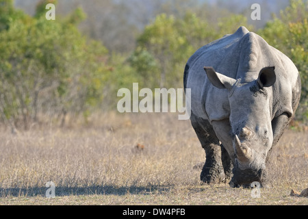 Le rhinocéros blanc (Ceratotherium simum), herbe de pâturage après un bain de boue, Kruger National Park, Afrique du Sud, l'Afrique Banque D'Images