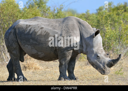 Le rhinocéros blanc (Ceratotherium simum), après un bain de boue, Kruger National Park, Afrique du Sud, l'Afrique Banque D'Images