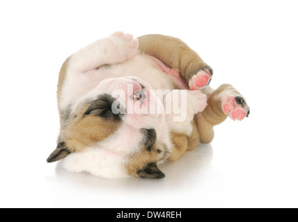 À l'envers - chiot mignon chiot bouledogue anglais à l'envers - 3 semaines Banque D'Images