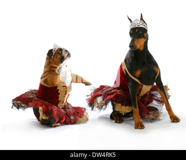 Ballerines mauvais - bulldog Anglais et dobermann habillés comme les ballerines sur fond blanc Banque D'Images