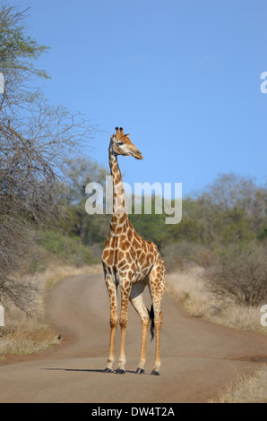 Girafe (Giraffa camelopardalis), traverser la route de gravier, Kruger National Park, Afrique du Sud, l'Afrique Banque D'Images