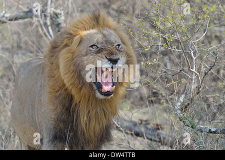 Lion (Panthera leo), rugissant, Kruger National Park, Afrique du Sud, l'Afrique Banque D'Images