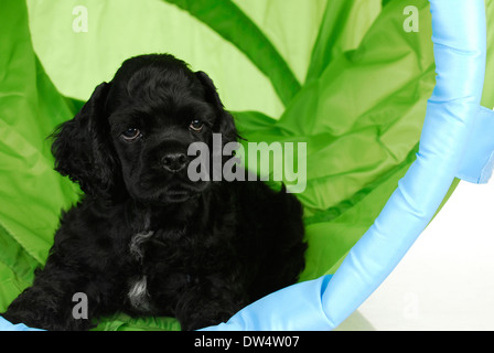 Formation de chiot - chiot jouant dans un tunnel agility - 8 semaines Banque D'Images