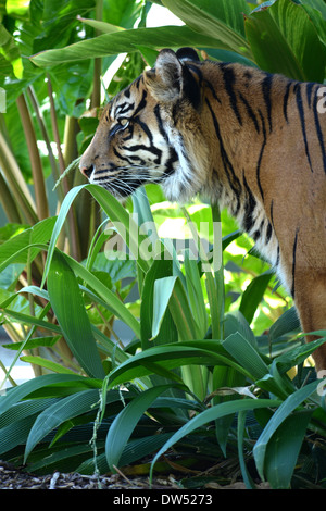 Un gros plan d'un tigre de Sumatra Banque D'Images