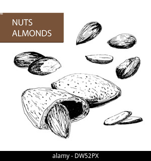 Les écrous. Les amandes. Ensemble d'illustrations faites à la main. Banque D'Images