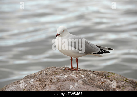 Red-billed Gull (Larus scopulinus) sur un bord du lac, île du Nord, Nouvelle-Zélande Banque D'Images