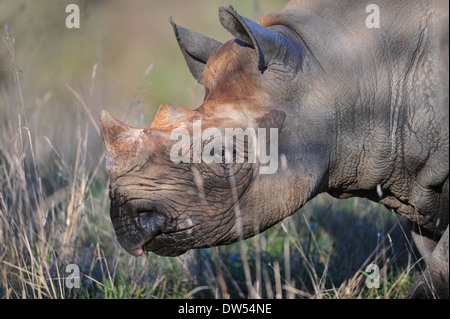 L'Est de rhinocéros noir (Diceros bicornis michaeli) Banque D'Images