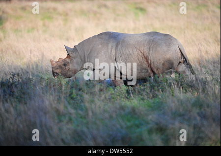 L'Est de rhinocéros noir (Diceros bicornis michaeli) Banque D'Images