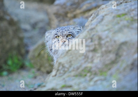 Le chat de Pallas (Otocolobus manul) Banque D'Images