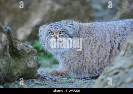 Le chat de Pallas (Otocolobus manul) Banque D'Images