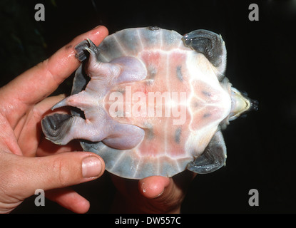 Tortue à nez de cochon (Carettochelys insculpta), Carettochelyidae, l'Australie, Nouvelle Guinée Banque D'Images