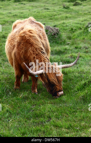 Highland cow ou kyloe pâturage sur Bodmin Moor, Cornwall, Angleterre Banque D'Images