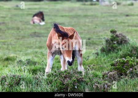 Les jeunes poneys sauvages , Bodmin Moor, Cornwall, Angleterre Banque D'Images