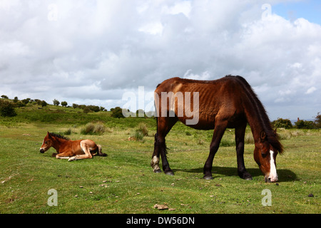 Poney sauvage le pâturage et son poulain , Bodmin Moor, Cornwall, Angleterre Banque D'Images