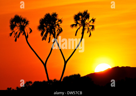 Lever du soleil derrière les palmiers le long de la rivière Ewaso Ng'iro à Samburu au Kenya. Banque D'Images