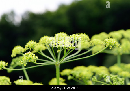 La floraison des mauvaises herbes porc Banque D'Images