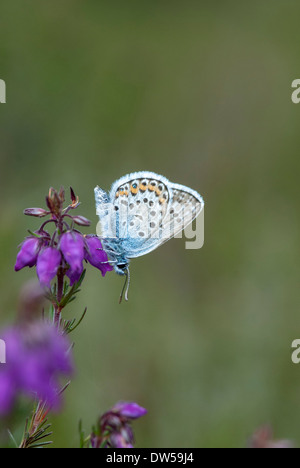 Clous argent papillon bleu, Plebeius argus Banque D'Images