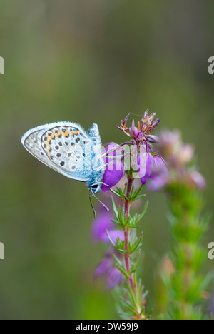 Clous argent papillon bleu, Plebeius argus Banque D'Images