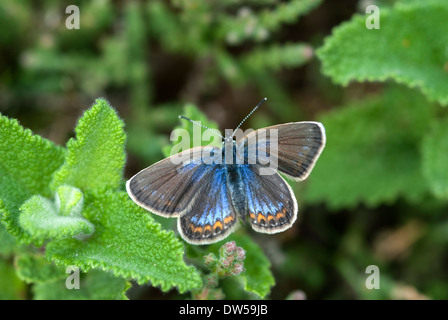 Clous argent papillon bleu, Plebeius argus Banque D'Images