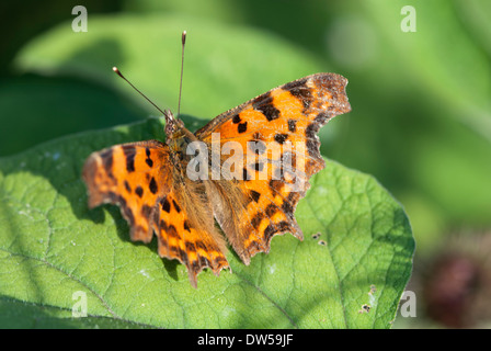 Comma butterfly, Polygonia C-album Banque D'Images