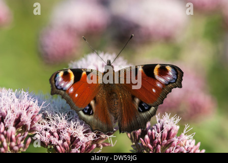 Peacock butterfly, Inachis io Banque D'Images