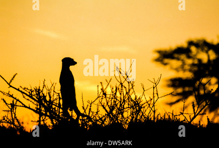 Meerkat on guard dans le désert du Kalahari, Afrique du Sud Banque D'Images