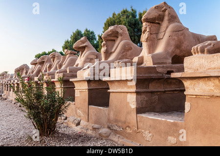 Une partie de l'avenue des sphinx à tête de bélier qui mène à l'entrée du temple d'Amon à Karnak. Banque D'Images