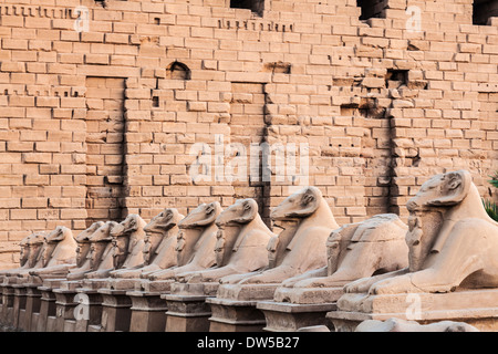 Une partie de l'avenue des sphinx à tête de bélier au premier pylône du Temple d'Amon-Rê à Karnak. Banque D'Images